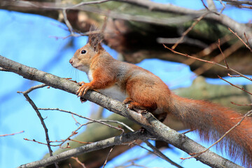 squirrel frolics on a tree in a spring garden