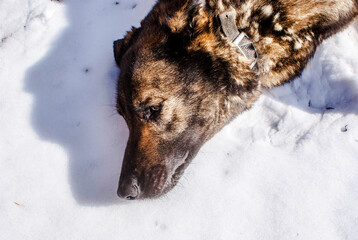 Zamyślony pies leżący w śniegu.