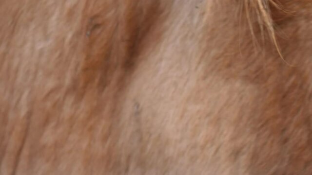 Limousine Red steer cow staring at camera. (60fps).