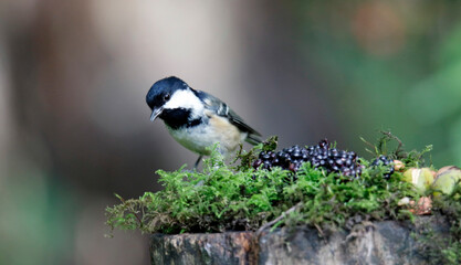 Coal tit collecting seeds and nuts at a woodland site
