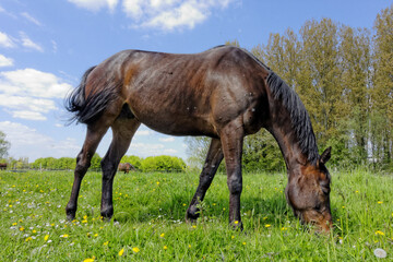 Fototapeta premium cheval