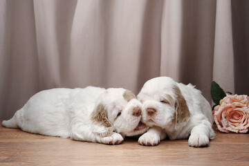 two puppies plays. newborn dog clumber spaniel on a beige background