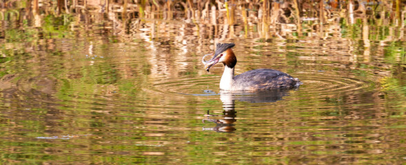 Close up of a Great Crested Grebe (Podiceps cristatus) swallowing a fish
