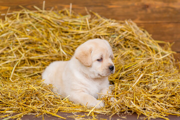 Labrador puppy lying on the hay in the barn at the farm