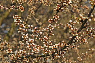 Primavera a Basiglio,  Parco agricolo Sud Milano