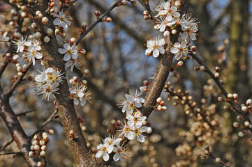 Primavera a Basiglio,  Parco agricolo Sud Milano