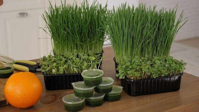 Wheat germ juice, healthy eating and detox concept.