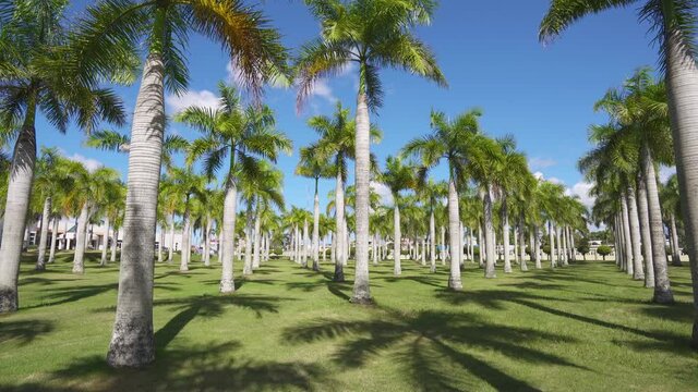 Tropical park lined with palm trees. A walk on a summer afternoon through the city's palm grove. Tropical trees against the blue sky.