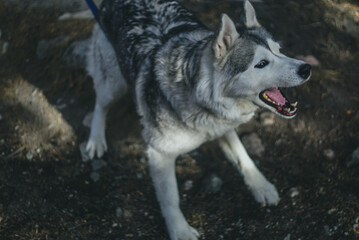 dog husky