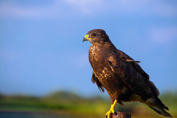 Mäusebussard in Warte Position