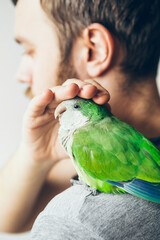 Close-up of friendly and cute Monk Parakeet. Man is gently touching Green Quaker parrot who is sitting on his shoulder.