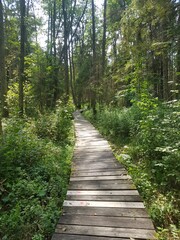 Obraz premium path in the forest