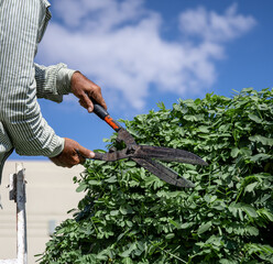 Obraz premium A gardener in the garden with a temporary hut cuts a tree with hedgehogs.