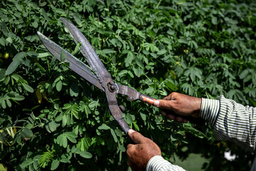 Fototapeta premium A gardener in the garden trims the leaves of trees with large metal shears.