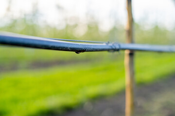 Using drip irrigation in a young apple tree garden