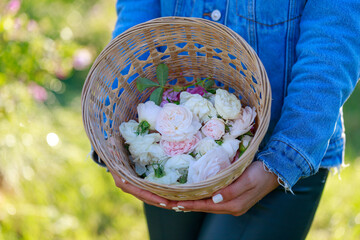 person holding a basket of  white roses - rose picking
