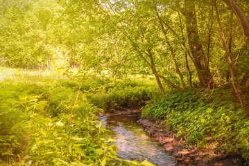Beautiful summer landscape - forest stream illuminated by golden rays of the bright sun