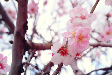background of spring cherry blossoms tree. selective focus