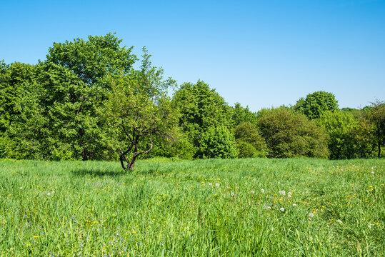 Beautiful summer landscape - a young tree stands in a meadow in front of a line of trees in a small forest, park
