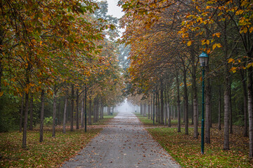 path in green forest on misty morning