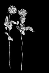 Two silver rose flowers black background isolated close up, black and white long stem roses...