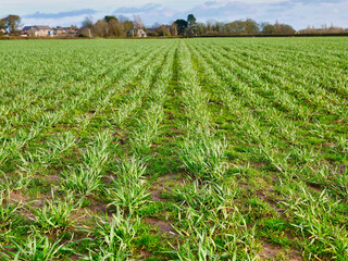 Fototapeta na wymiar Rows of winter wheat in the foundation stage of growth. Taken in the UK in March on a sunny, cold day.