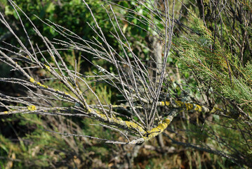 Branche d'arbre recouverte de mousse