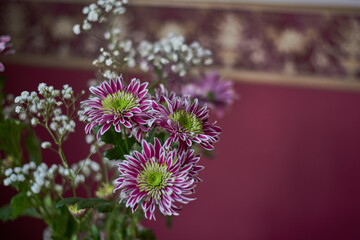Variegated chrysanthemums. Bud, petals, bouquet.Variegated bush chrysanthemums with a green-yellow core on a blurred background. Russia, Moscow, holiday, gift, mood, nature, flower, plant, bouquet