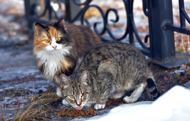 unhappy stray cats eat outside in winter - 420411548