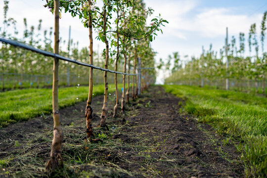 Using drip irrigation in a young apple tree garden