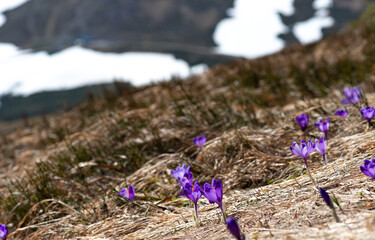 purple crocus flowers in mountains with snow remains in early spring 