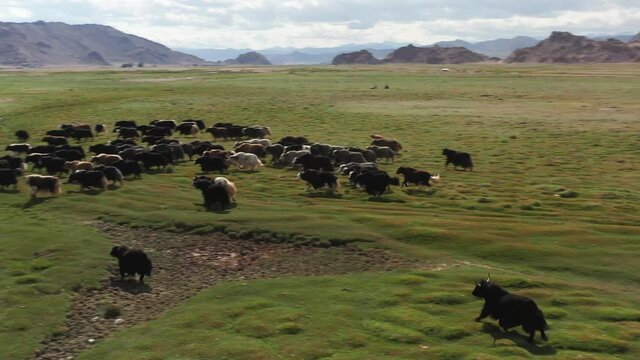 Yak sarlag - Bos mutus . A herd of yaks in a pasture in Mongolia