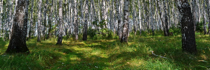 Widescreeen panoramic view on thick wild birch grove with green fresh grass on lawns, between white trunks of trees is invisible winding path in summer day. Beautiful nature forest background