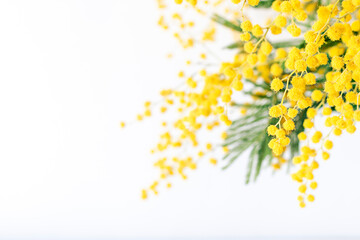 Fototapeta na wymiar Fresh mimosa flower branches close up. Spring floral abstract background 