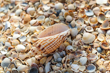 large seashell lies on top of many small round seashells