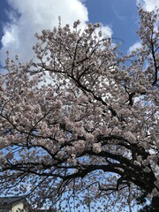 cherry blossom tree