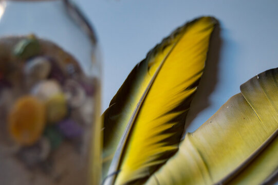Two yellow parrot feathers on white background and glass jar with shells and blurred beach sand
