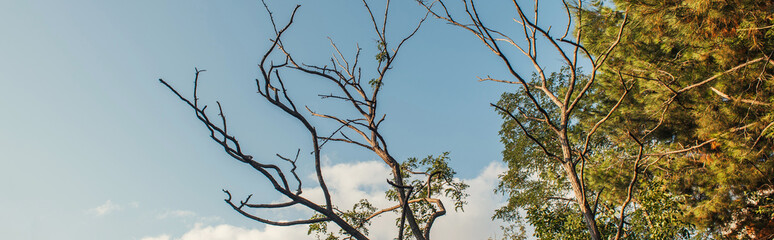 Fototapeta premium Low angle view of dry branches of tree with sky at background, banner