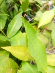 fly on a leaf