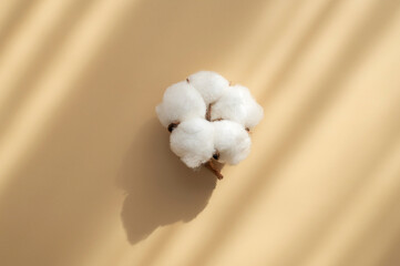 White cotton flower with sun shadows on beige background flat lay top view. Delicate light beauty cotton background. Natural organic fiber, agriculture, cotton seeds, raw materials for fabric