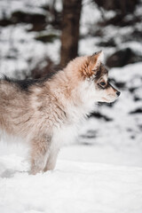 Portrait of a young puppy Finnish Lapphund dog