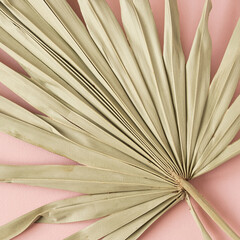 Dry tropical exotic palm leaf on pink background. Flat lay, top view minimalist floral pattern aesthetic composition. Summer time concept.