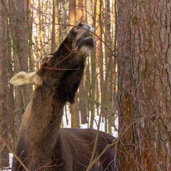 eating elk in winter woods