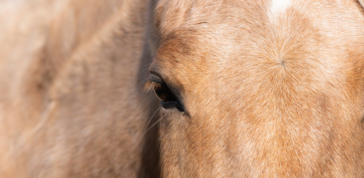 Widescreen photograph of the front view of part of a light brown horse's head with the neck and mane out of focus on the left. Focus on the fur on the head