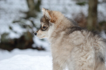 Portrait of a young puppy Finnish Lapphund dog
