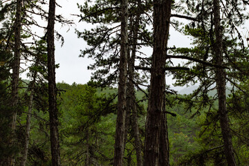 Deserted Lonely Forest Landscape Background