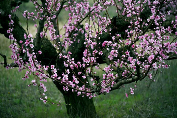 Blooming peach tree with pink flowers in the spring garden.