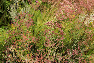 Limonium santapolense plant under the sun