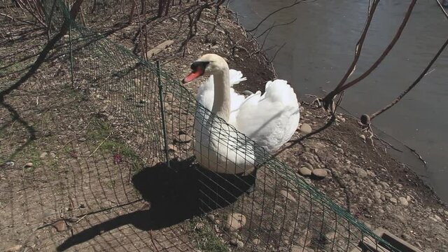 Aggressive white swan tries to peck a man through a mesh fence