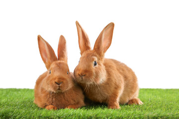 Cute bunnies on green grass against white background. Easter symbol